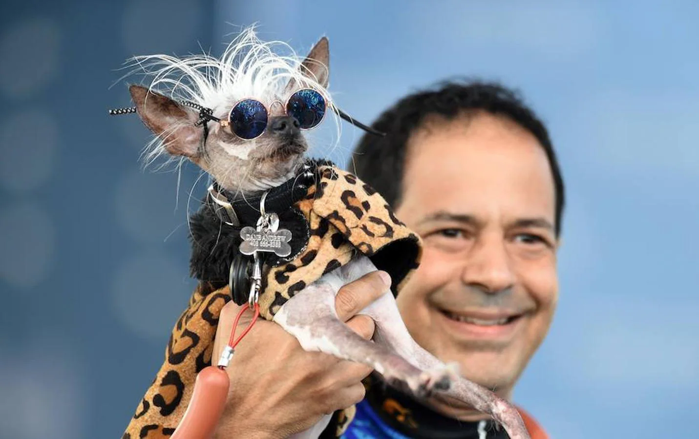 Rascal Deux con sus gafas de sol. Todos los años se celebra en California un concurso para elegir al «Perro más feo del mundo»