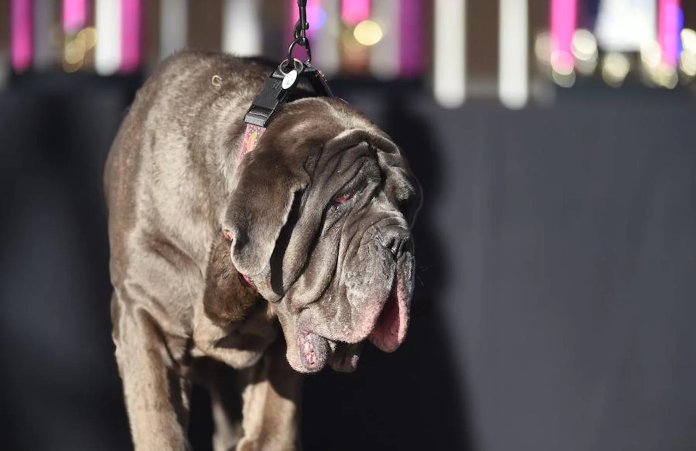 Martha, la ganadora del año pasado. Todos los años se celebra en California un concurso para elegir al «Perro más feo del mundo»