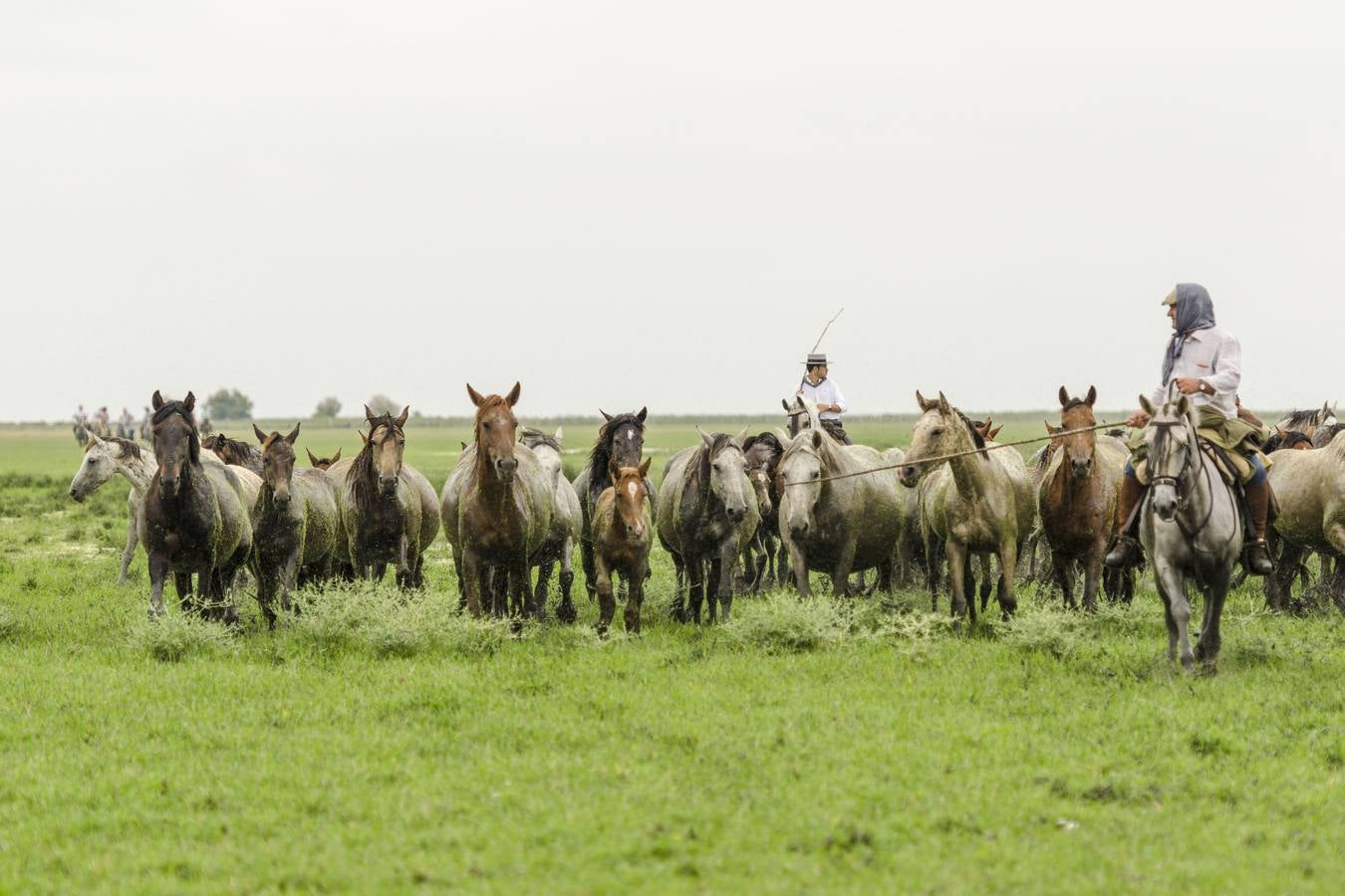 Comienza el rito de la Saca de las Yeguas en Doñana