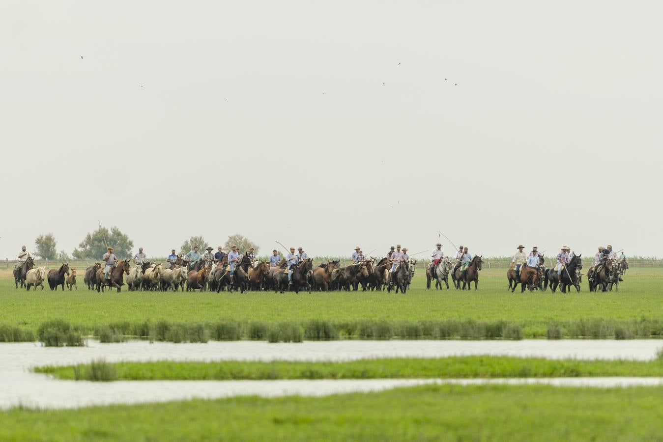 Comienza el rito de la Saca de las Yeguas en Doñana