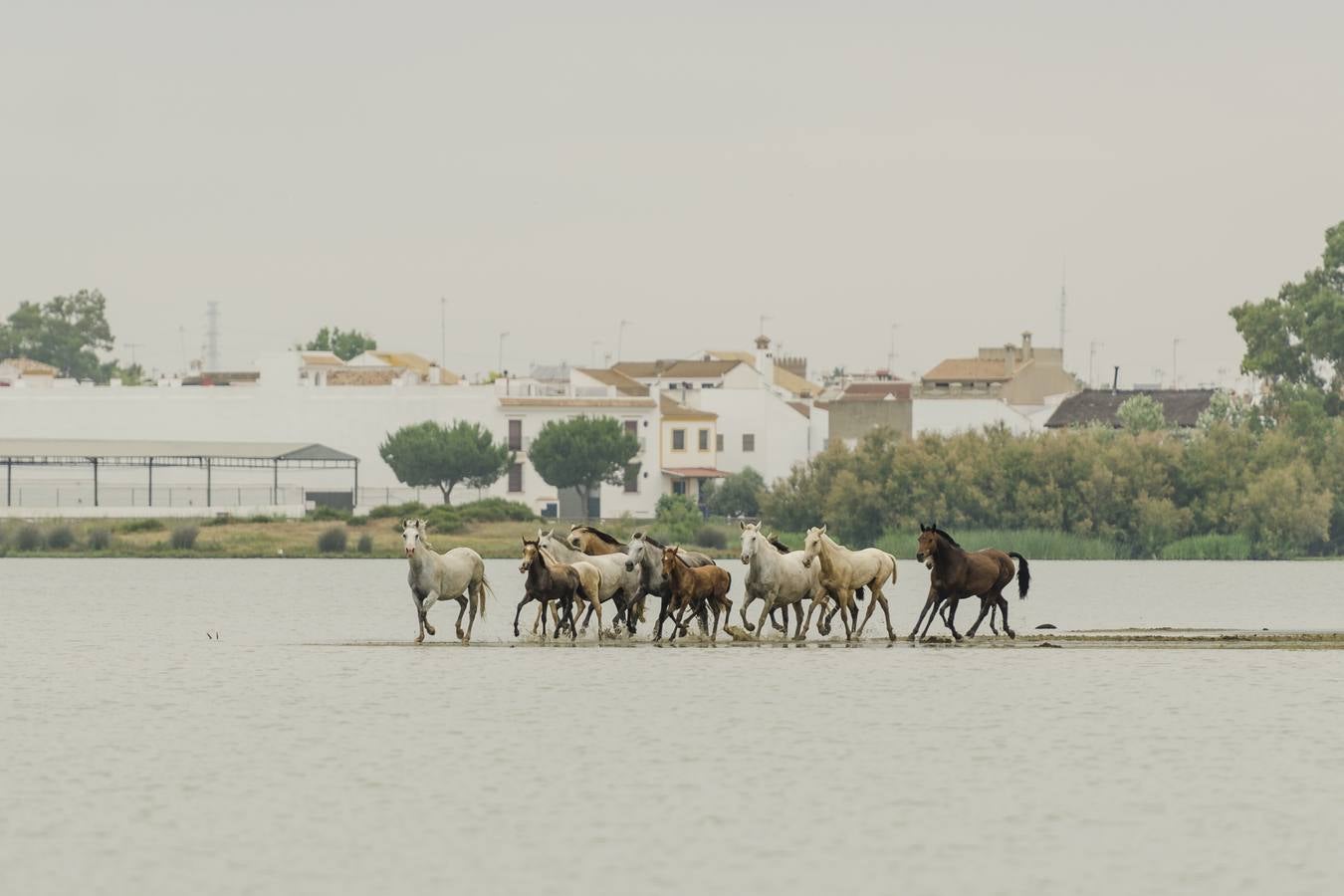 Comienza el rito de la Saca de las Yeguas en Doñana