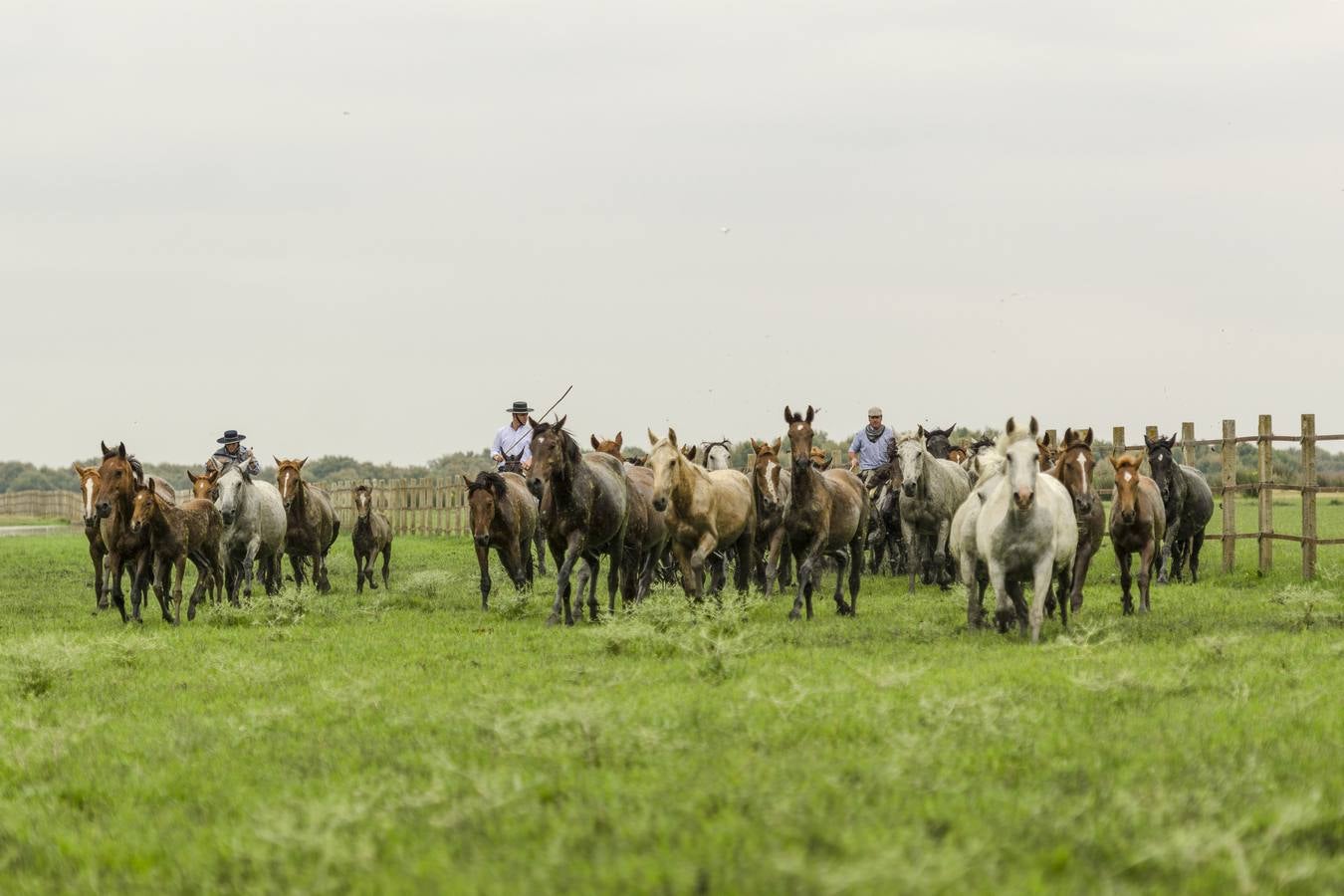 Comienza el rito de la Saca de las Yeguas en Doñana