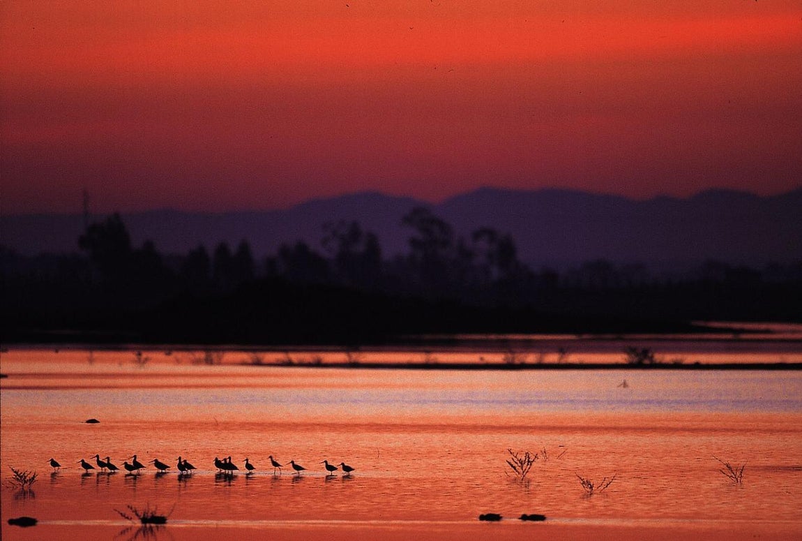 Parque nacional de Doñana (1994). 