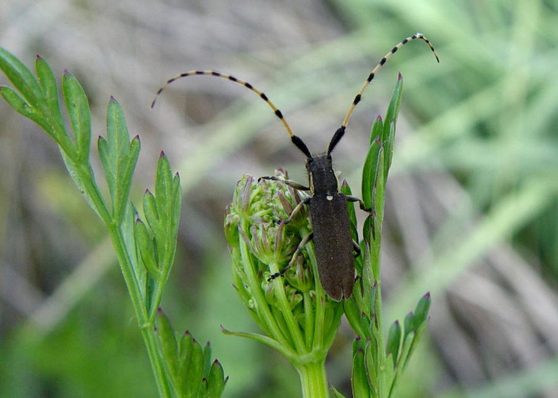 Insectos: animales imprescindibles e infravalorados. Agapanthia anularis (coleóptero)