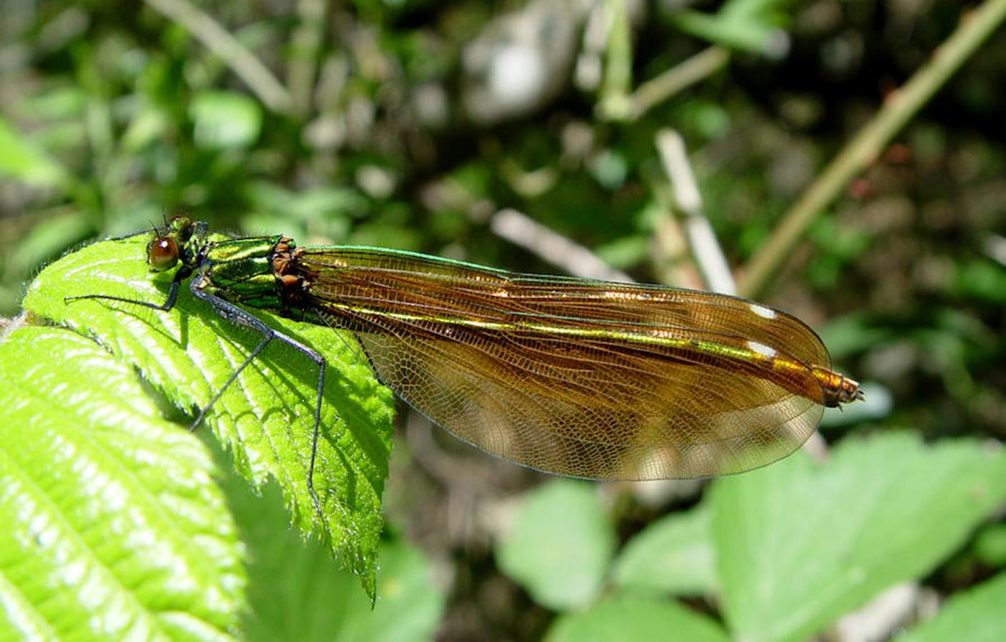 Insectos: animales imprescindibles e infravalorados. Calopteryx xanthosoma (odonato)