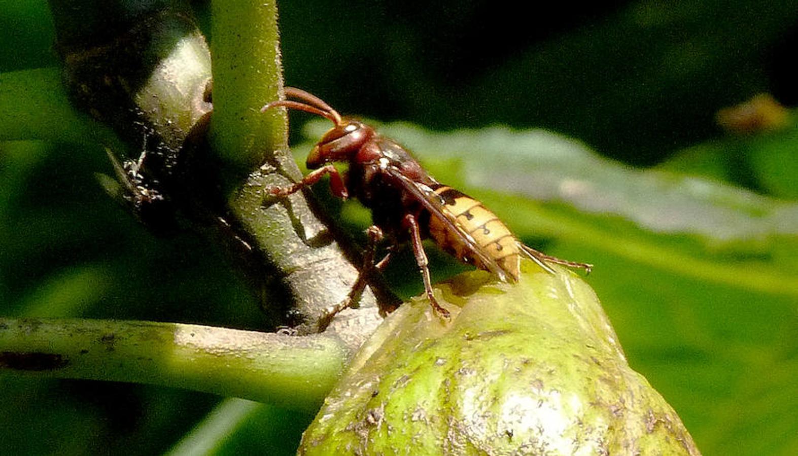 Insectos: animales imprescindibles e infravalorados. Vespa cabro (himenóptero)