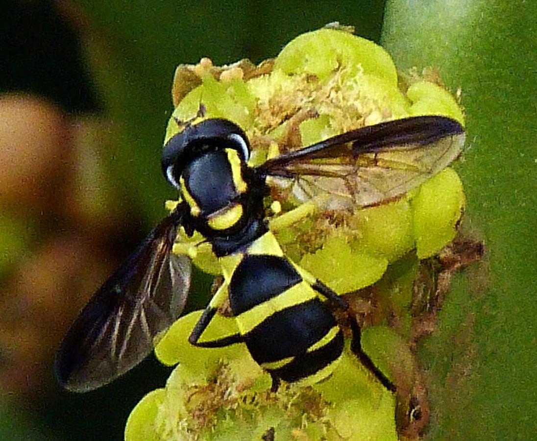 Insectos: animales imprescindibles e infravalorados. Xantogramma marginale (díptero)