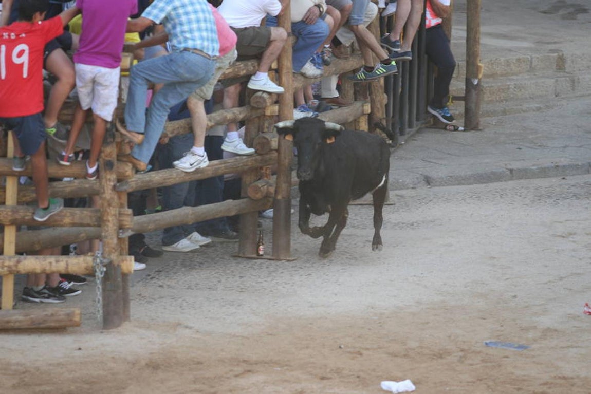 Llegan las vaquillas a La Puebla de Montalbán