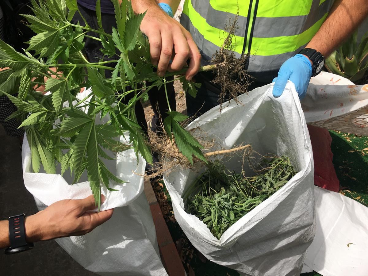 Desmantelada una plantación de marihuana en pleno centro de El Puerto