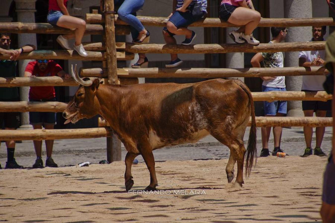 Gran participación en la «Vaca Enmaromada» de La Puebla