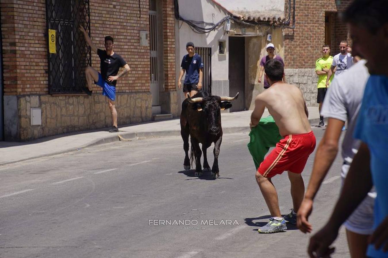 Gran participación en la «Vaca Enmaromada» de La Puebla