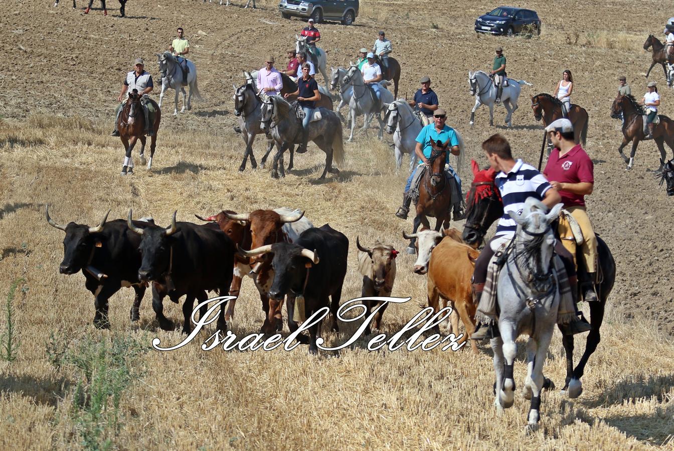 Homenaje a la trashumancia en Lominchar