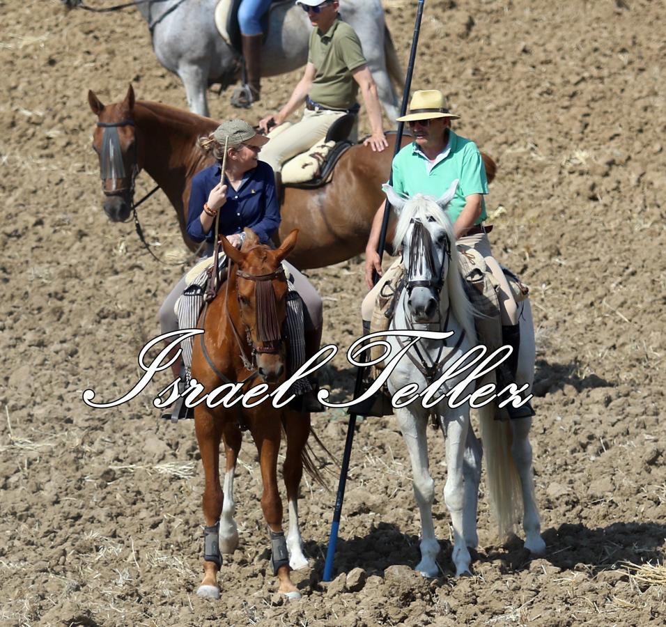 Homenaje a la trashumancia en Lominchar
