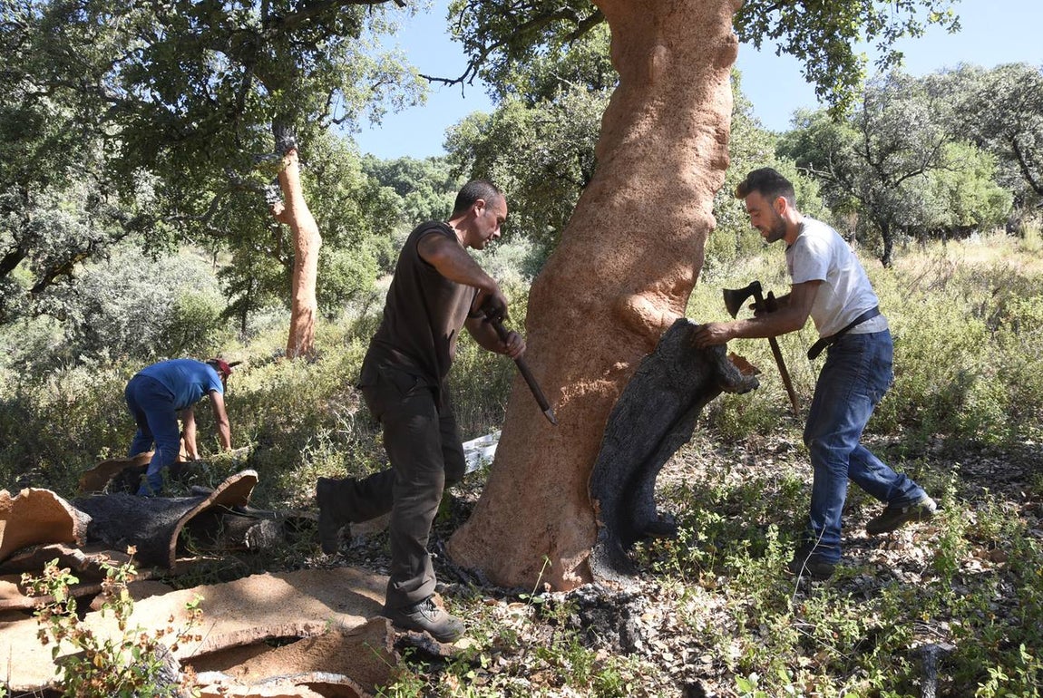 Así se saca el corcho en las dehesas de Andalucía