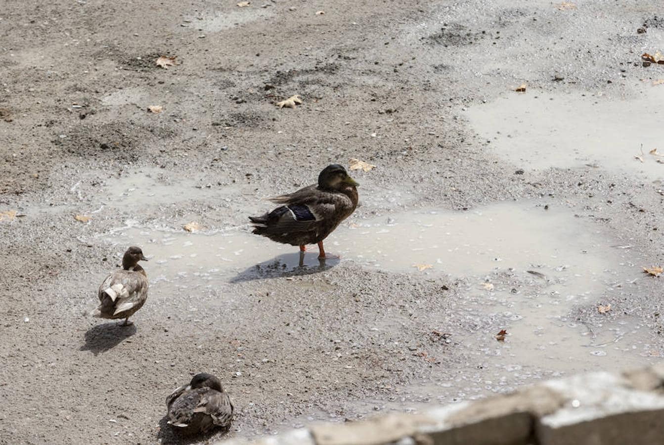 2.. Unos patos se remojan en las pequeñas balsas de agua que dejaron las últimas lluvias de agosto