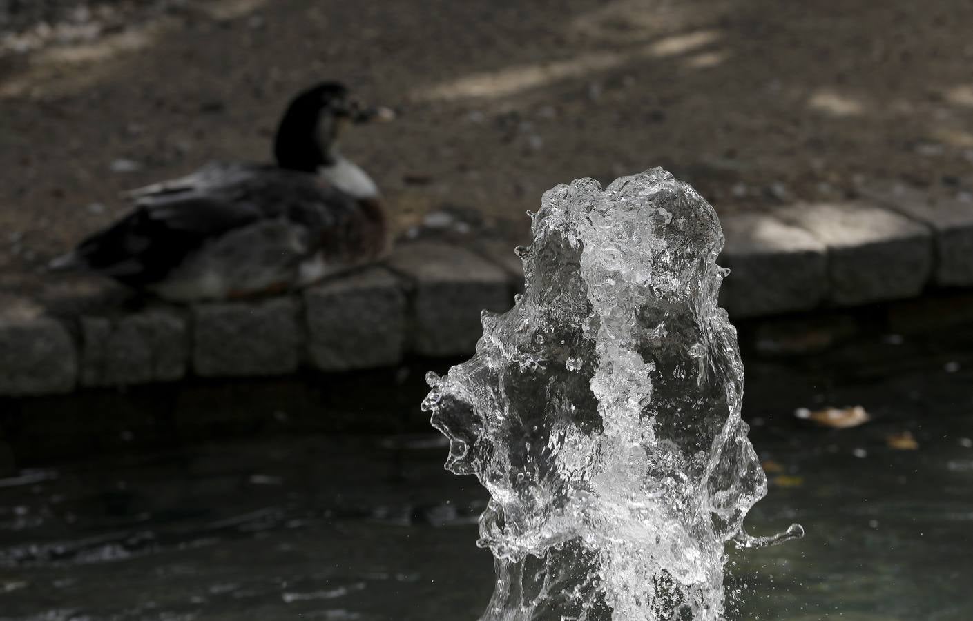 Las fuentes, un recurso contra el calor en Córdoba, en imágenes