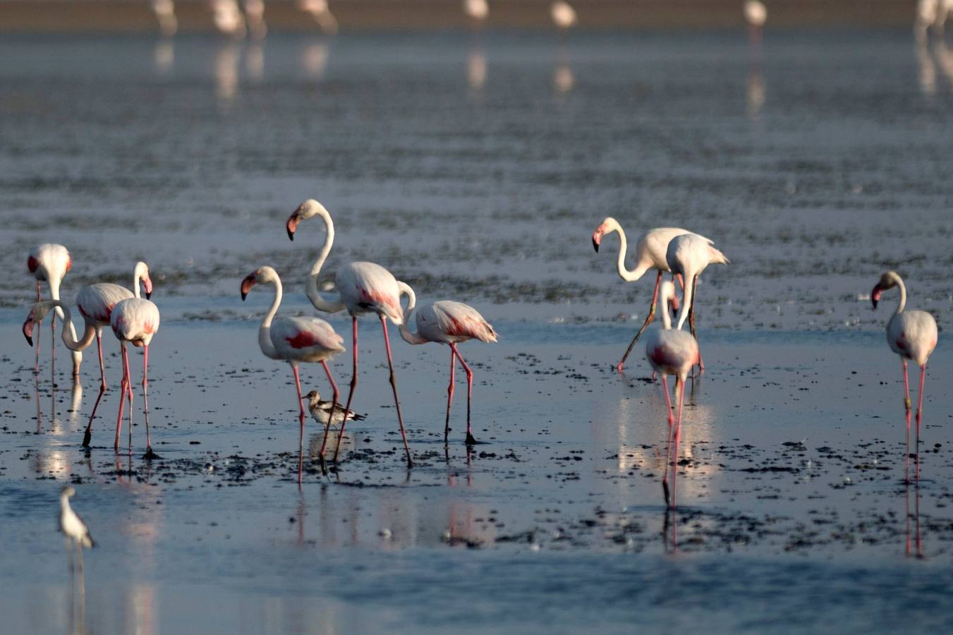 Voluntarios anillan flamencos en la Laguna de Fuente de Piedra