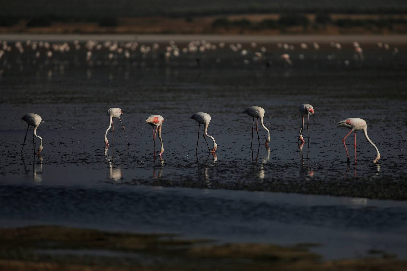 Voluntarios anillan flamencos en la Laguna de Fuente de Piedra