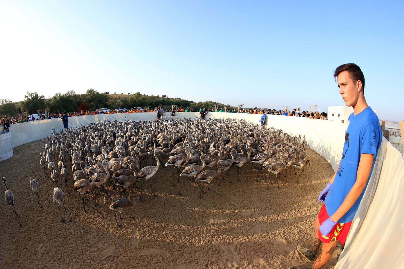 Voluntarios anillan flamencos en la Laguna de Fuente de Piedra