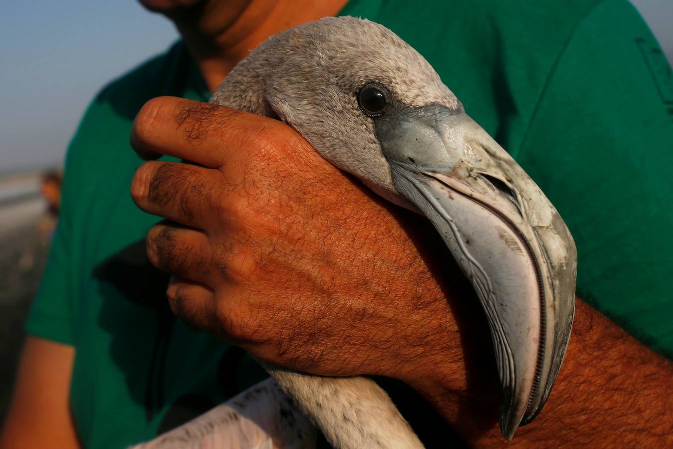 Voluntarios anillan flamencos en la Laguna de Fuente de Piedra