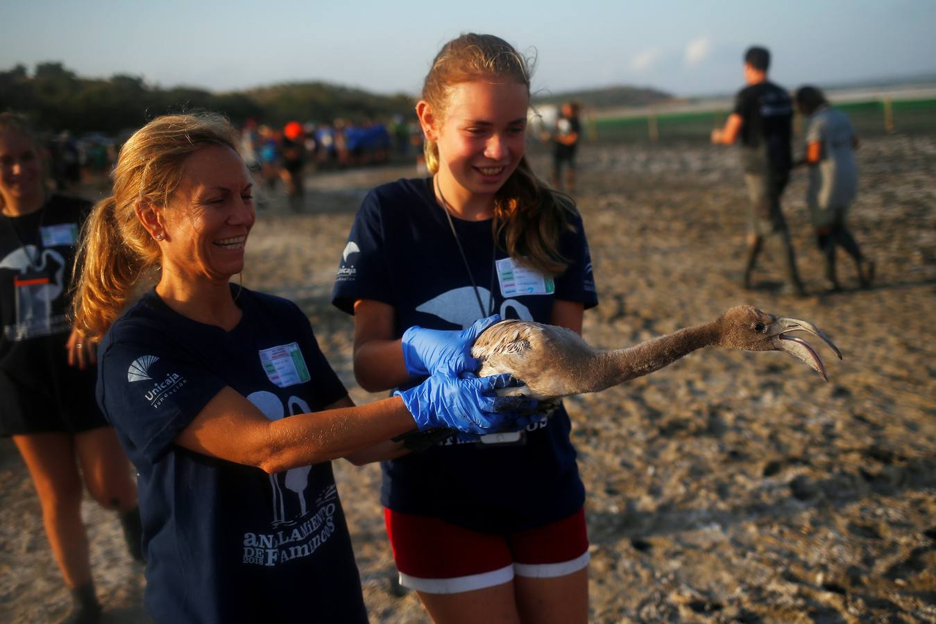 Voluntarios anillan flamencos en la Laguna de Fuente de Piedra