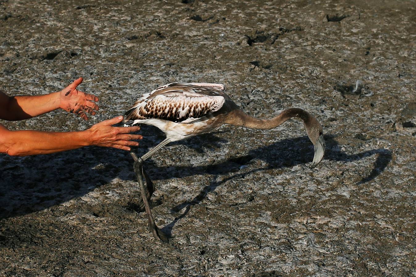 Voluntarios anillan flamencos en la Laguna de Fuente de Piedra