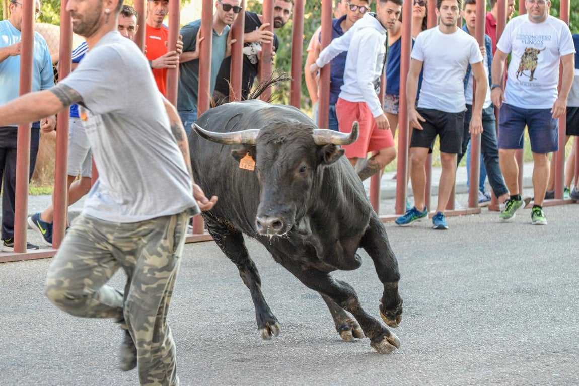 Los encierros, centro de las fiestas de Alameda de la Sagra