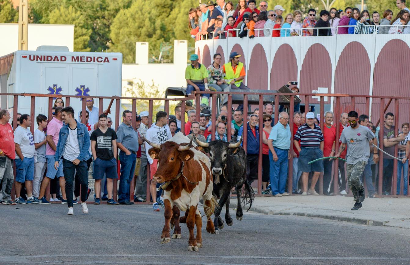 Los encierros, centro de las fiestas de Alameda de la Sagra