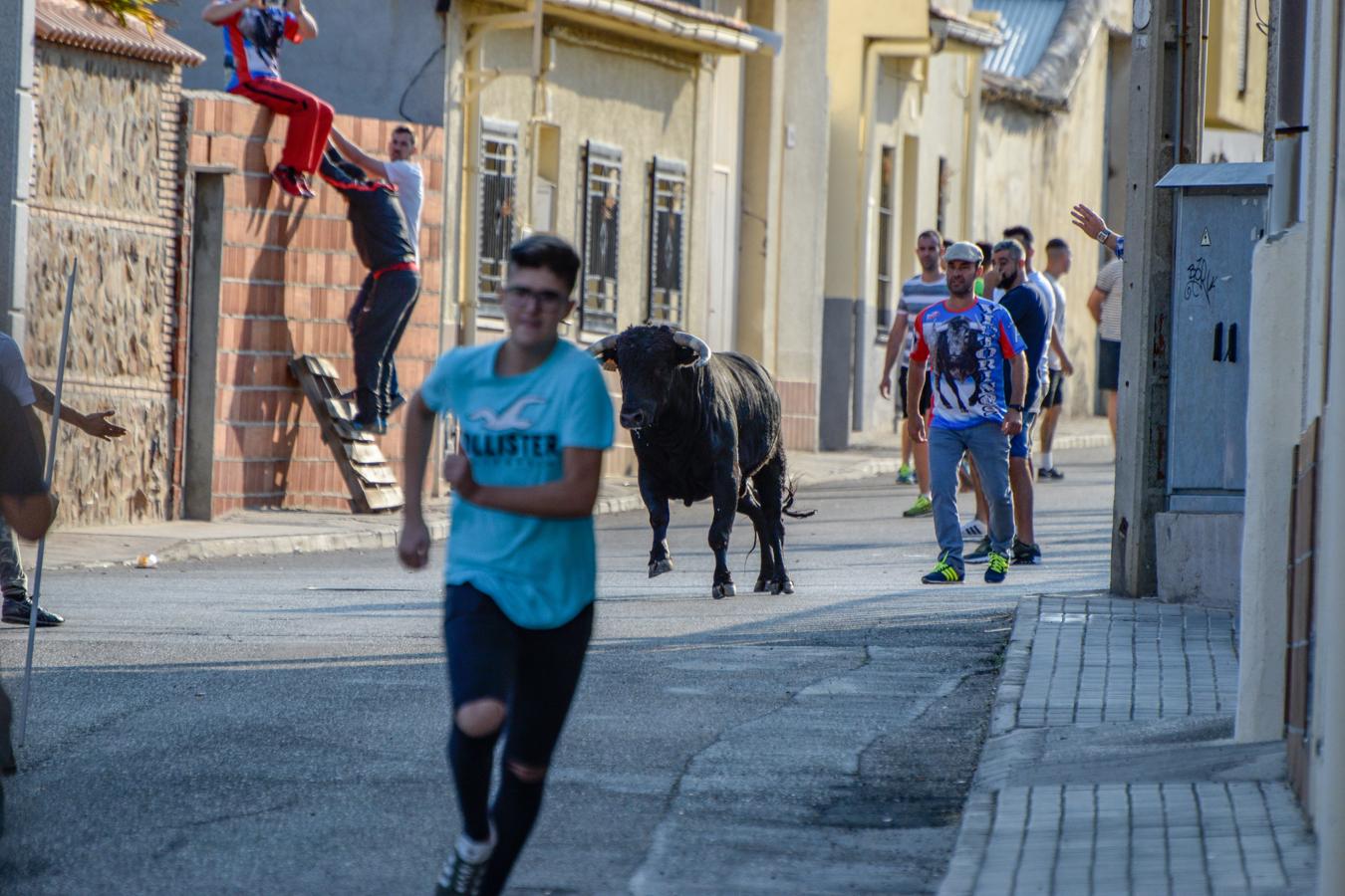 Los encierros, centro de las fiestas de Alameda de la Sagra