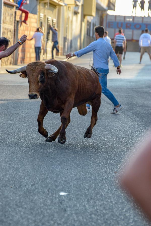 Los encierros, centro de las fiestas de Alameda de la Sagra