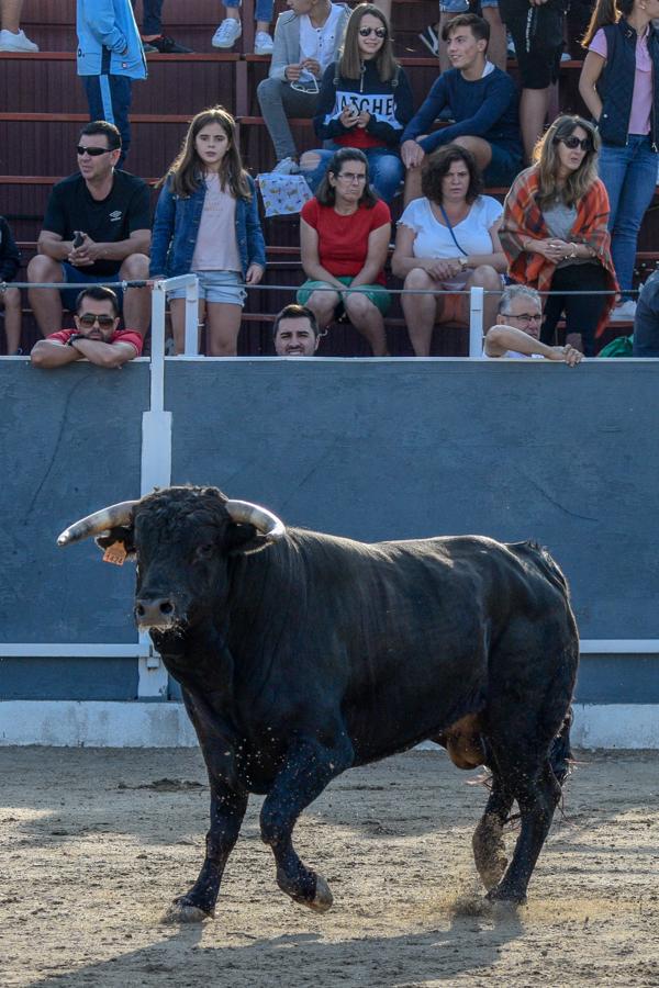 Los encierros, centro de las fiestas de Alameda de la Sagra