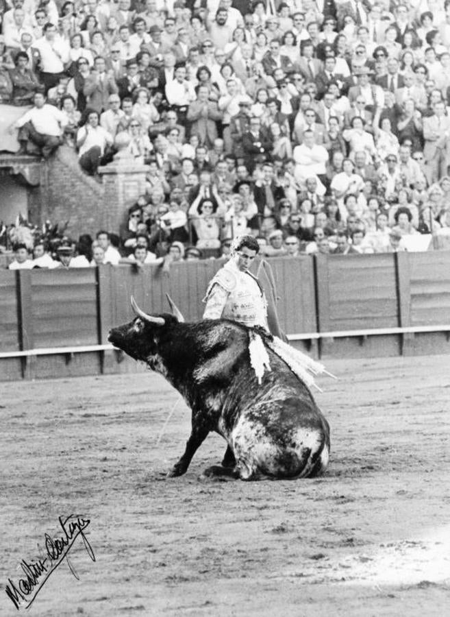 Un toro cae rendido tras los pases de Paquirri. 