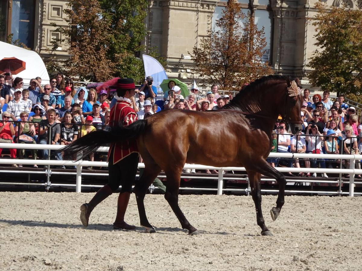 Fotogalería: Córdoba Ecuestre se luce en Moscú