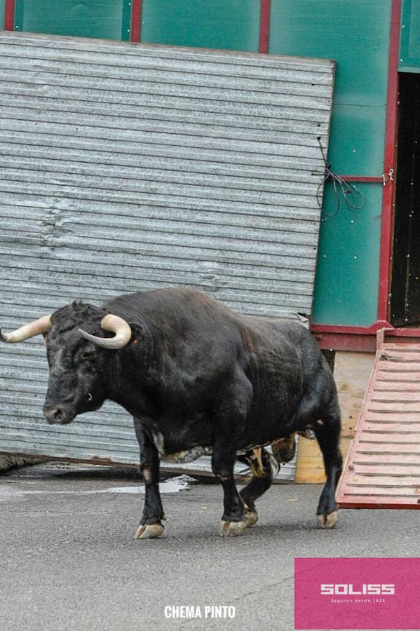 Encierro y recortadores en Numancia de la Sagra