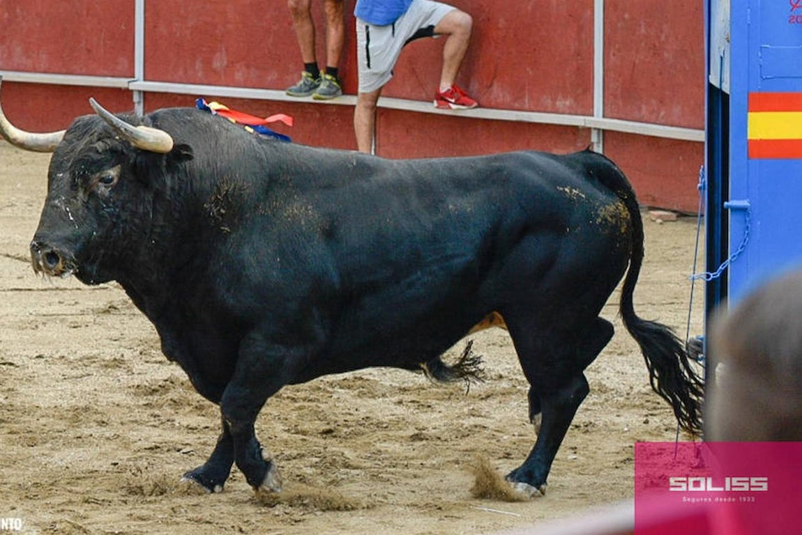 Encierro y recortadores en Numancia de la Sagra