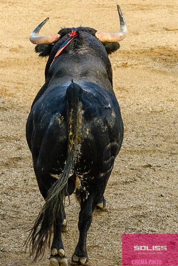 Encierro y recortadores en Numancia de la Sagra