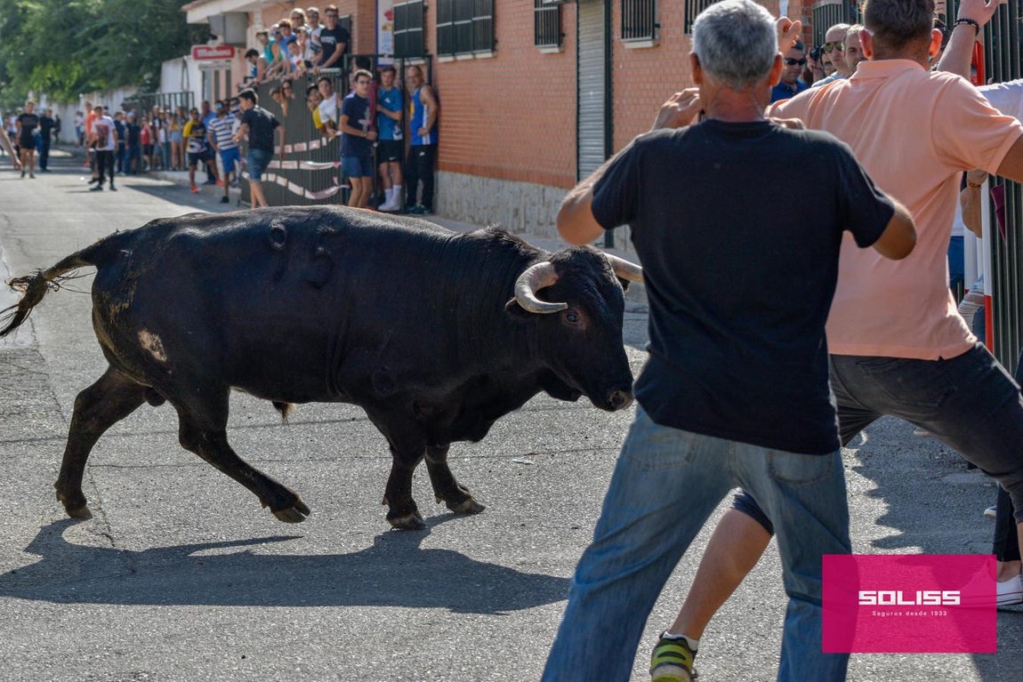 El encierro de Cobeja, en imágenes