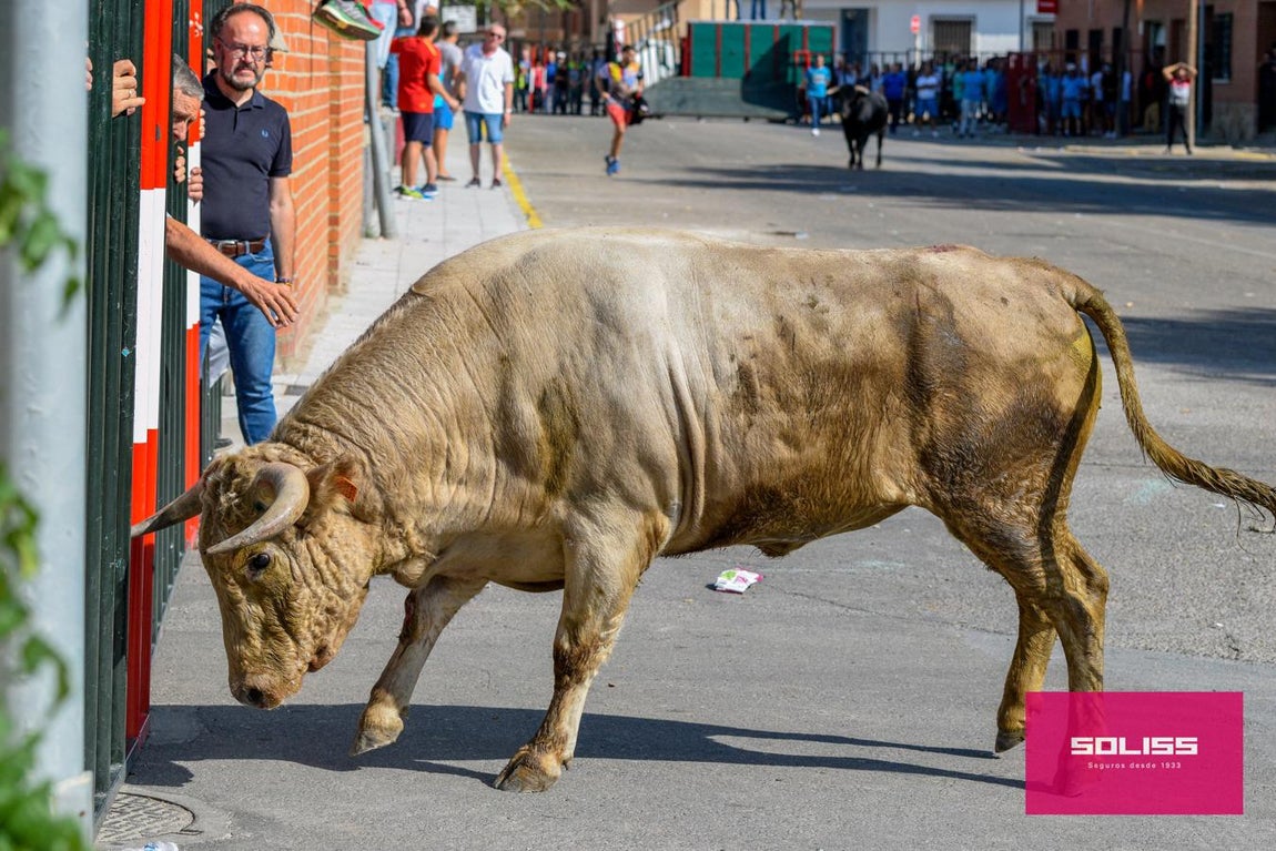 El encierro de Cobeja, en imágenes