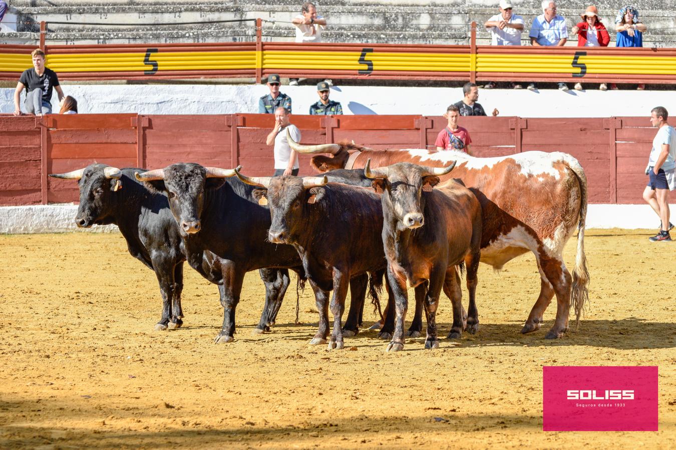 Los encierros marcan las fiestas de Yepes