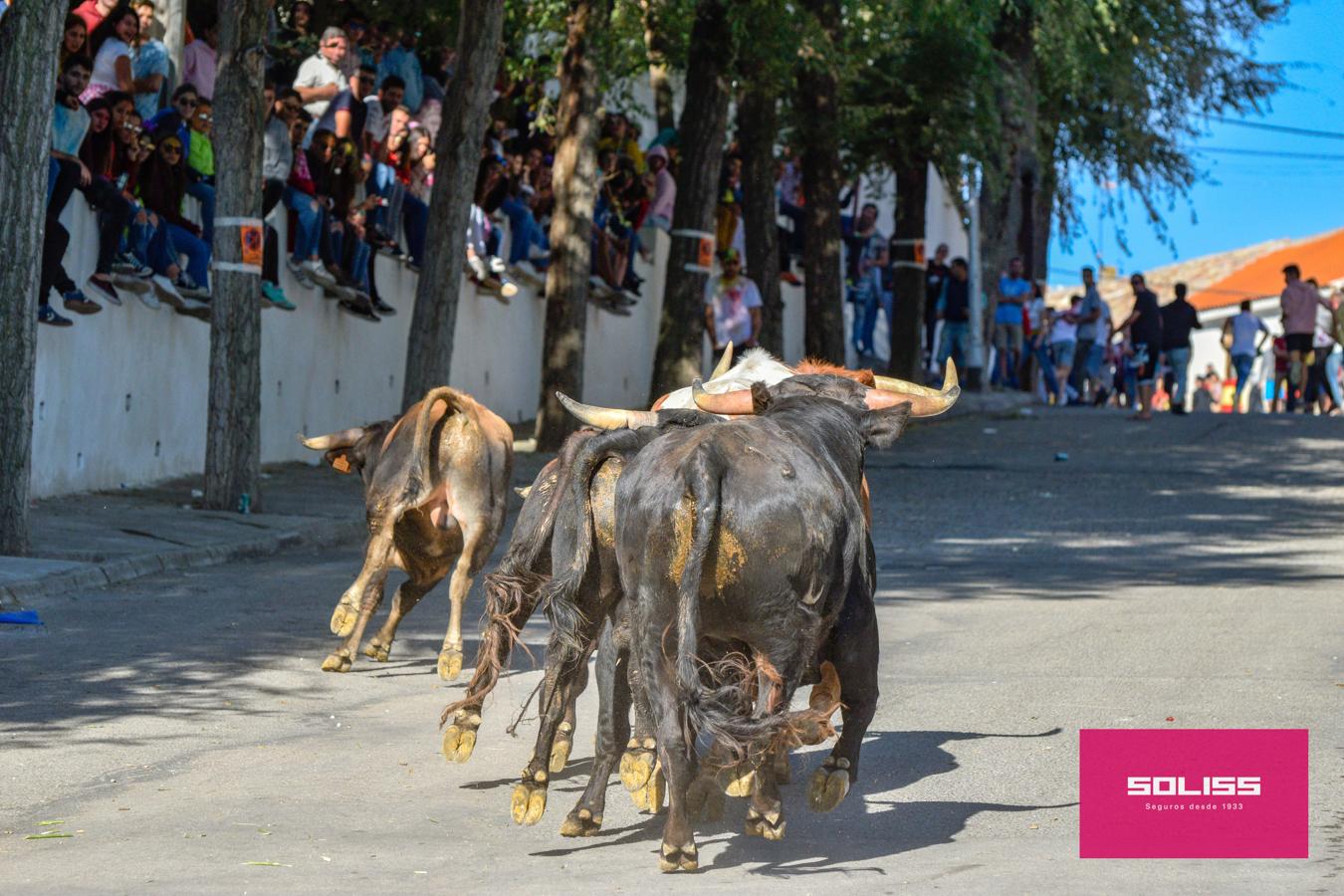 Los encierros marcan las fiestas de Yepes