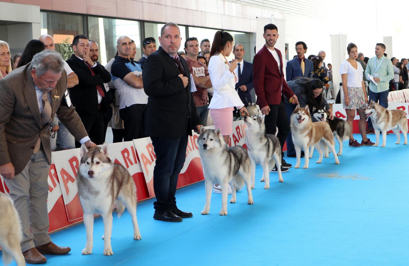 La exposición internacional canina de Otoño de Talavera, en imágenes