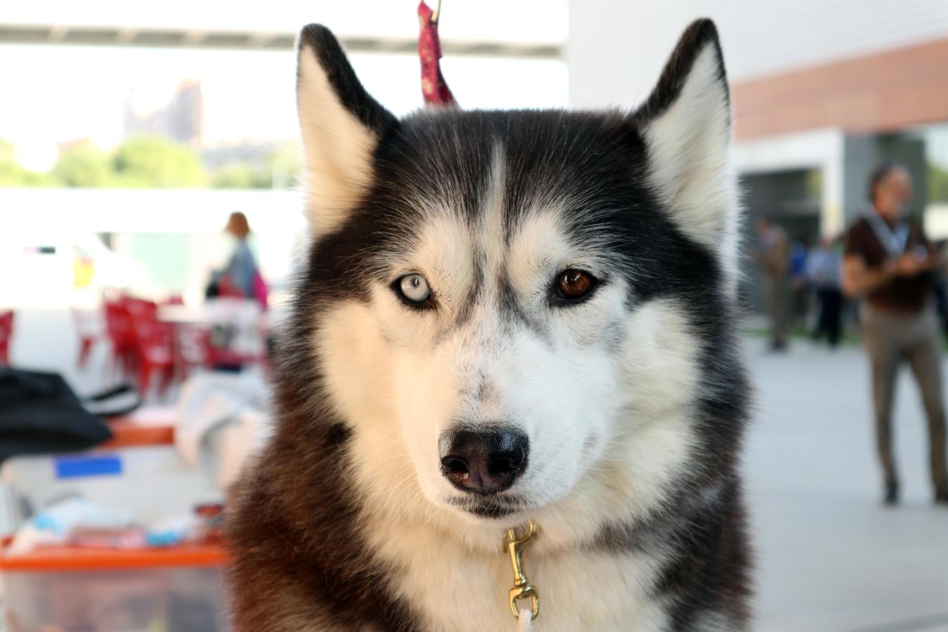 La exposición internacional canina de Otoño de Talavera, en imágenes