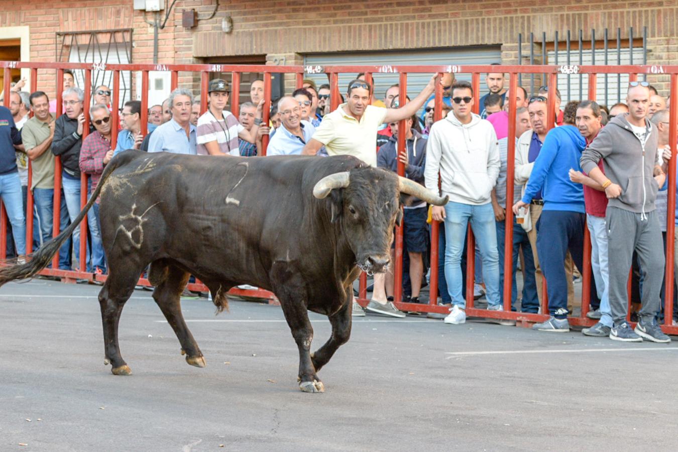 Los populares encierros de Olías del Rey, en imágenes