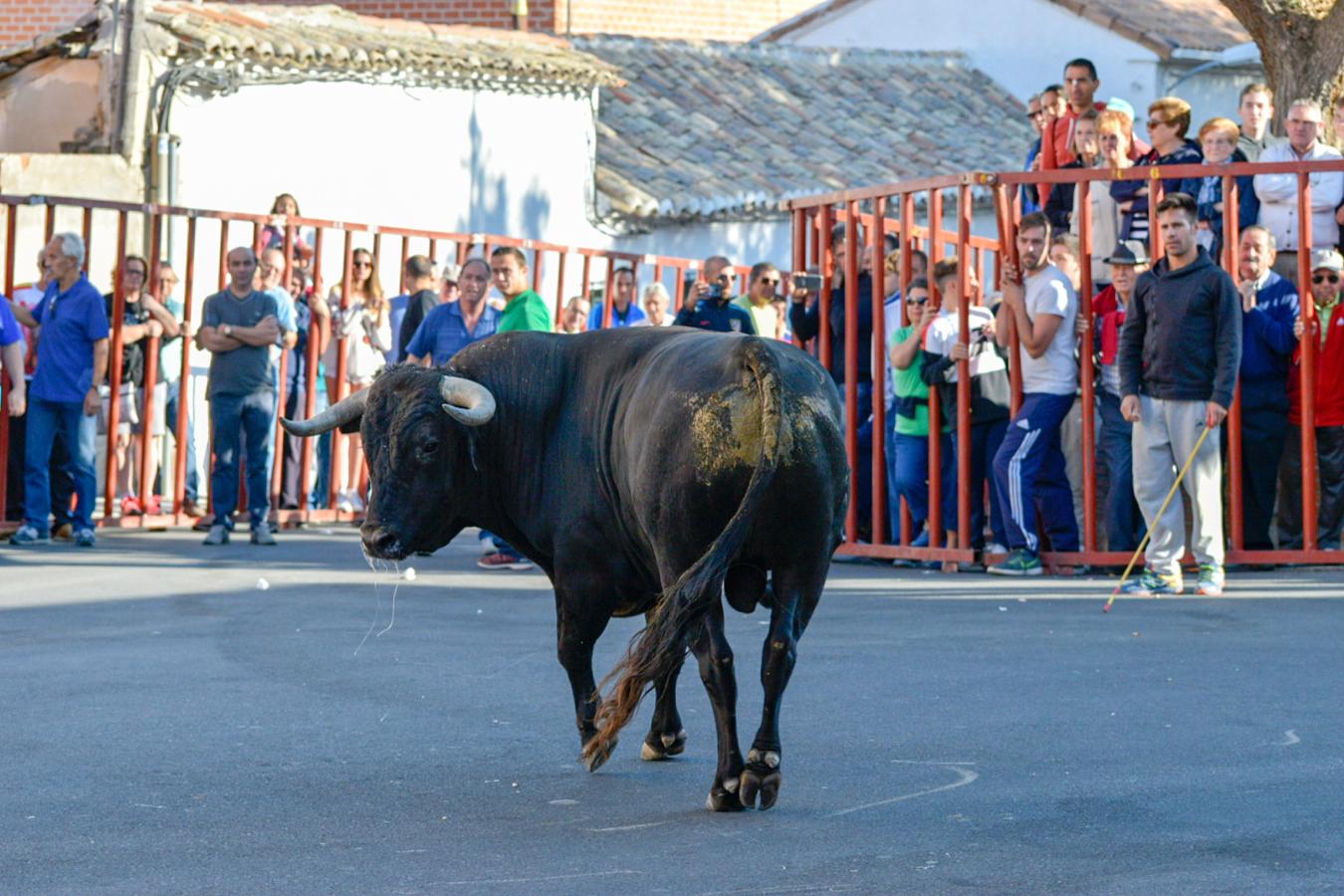 Los populares encierros de Olías del Rey, en imágenes