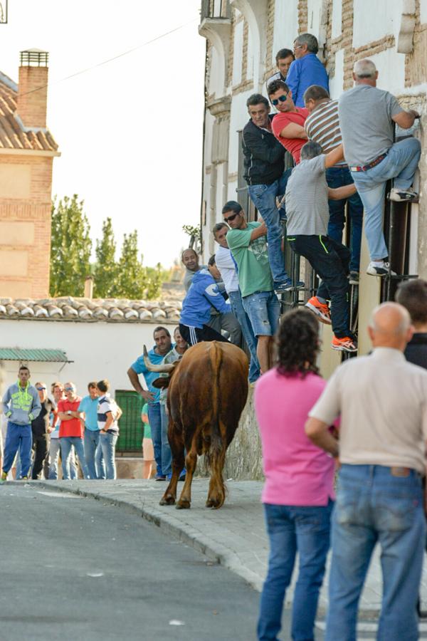 Los populares encierros de Olías del Rey, en imágenes