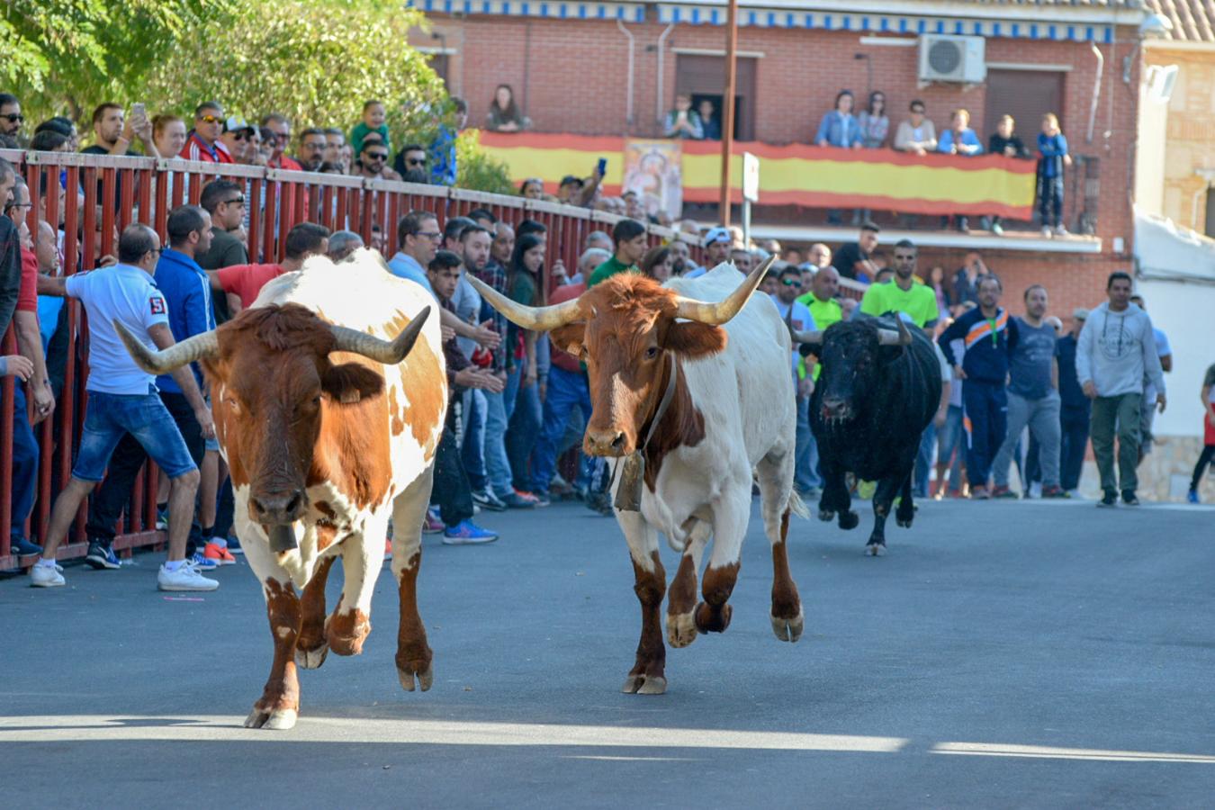 Los populares encierros de Olías del Rey, en imágenes