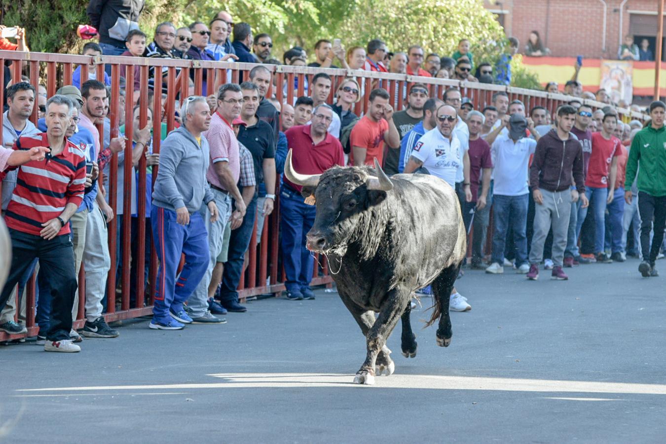 Los populares encierros de Olías del Rey, en imágenes