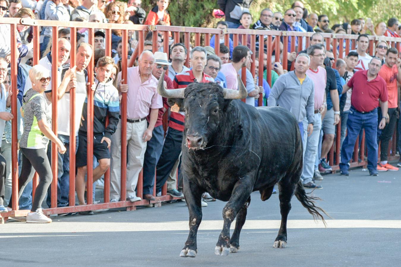 Los populares encierros de Olías del Rey, en imágenes