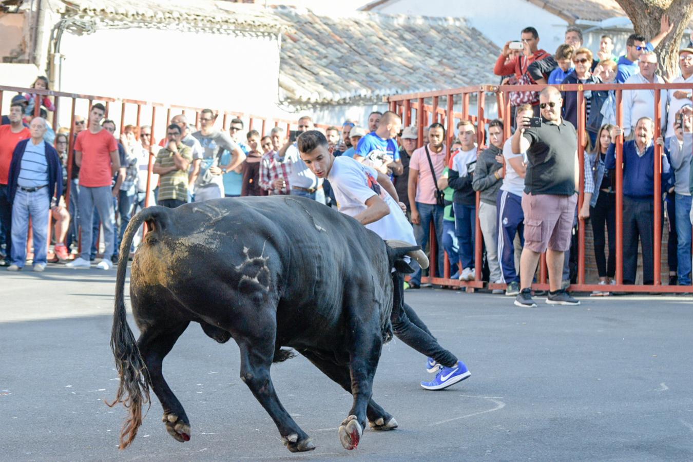 Los populares encierros de Olías del Rey, en imágenes