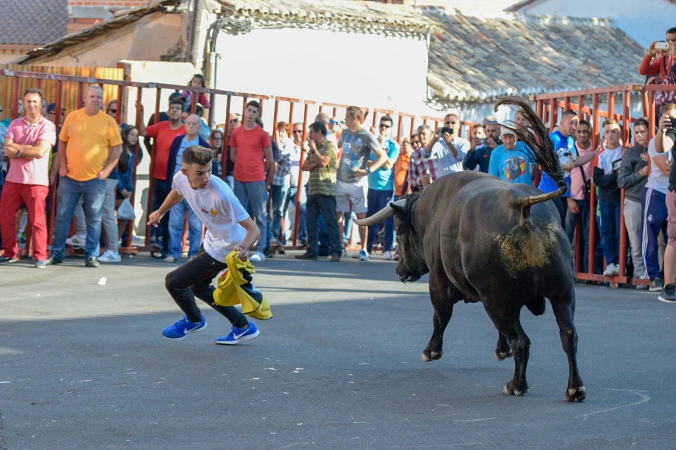 Los populares encierros de Olías del Rey, en imágenes